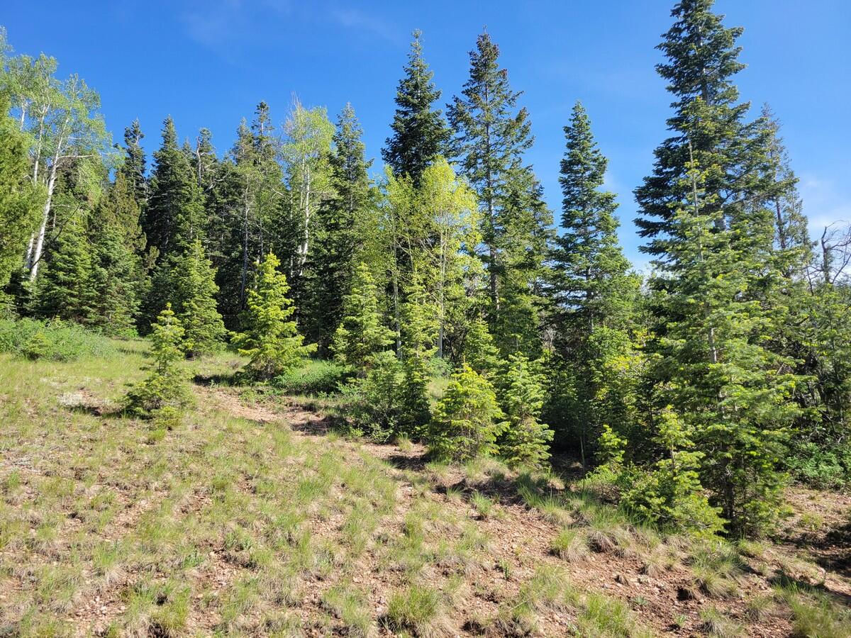 Braffits Creek Lot 61&62, Brian Head, photo 5 of 16