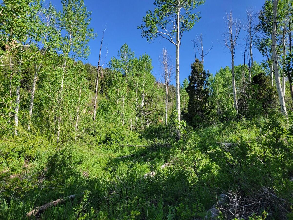 Braffits Creek Lot 61&62, Brian Head, photo 6 of 16