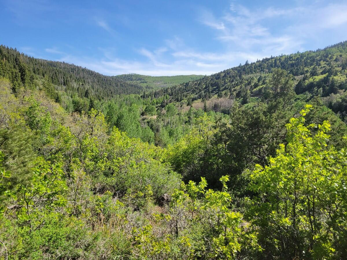 Braffits Creek Lot 61&62, Brian Head, photo 10 of 16