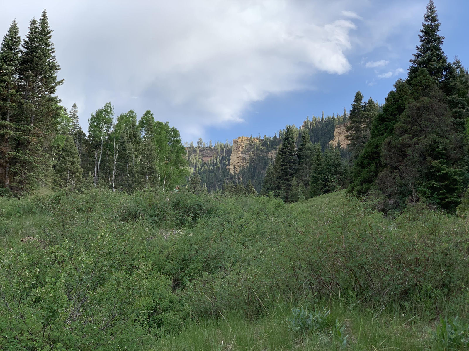 Cedar Mountain Ashdown Gorge, Cedar City, photo 6 of 26