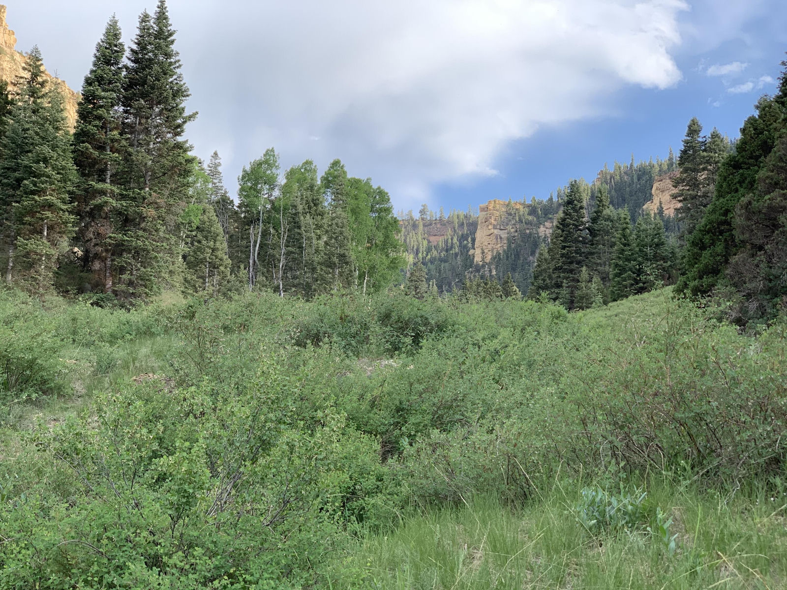 Cedar Mountain Ashdown Gorge, Cedar City, photo 7 of 26