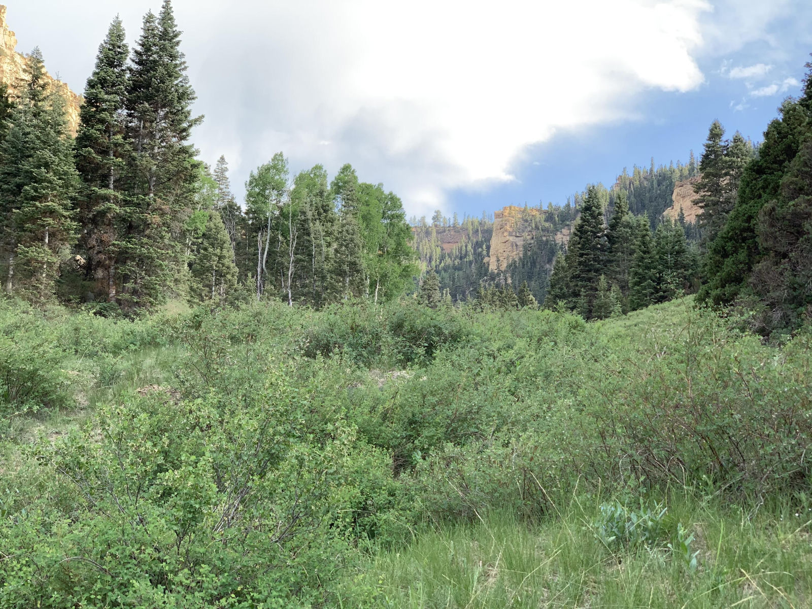Cedar Mountain Ashdown Gorge, Cedar City, photo 8 of 26