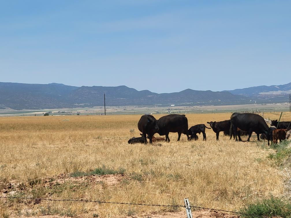 2582 S Westview DR, 194 Acres 165 AF Water, Cedar City, photo 12 of 36