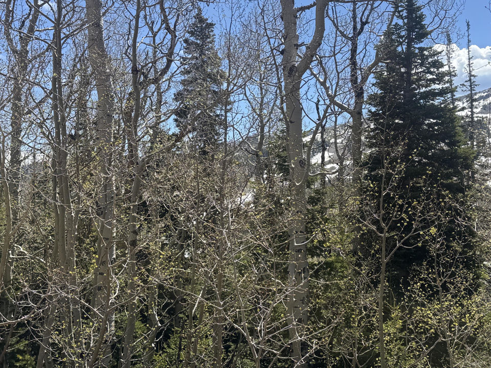 397 W Eagles Roost ST, Woodbridge lot 59, Brian Head, photo 3