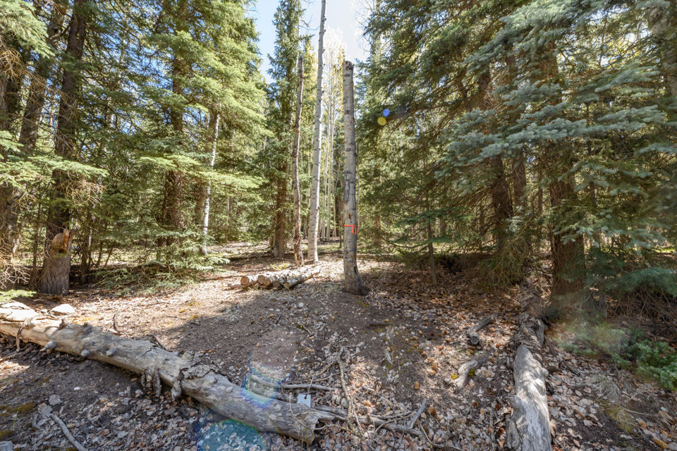 Spruce RD, #36, Panguitch Lake, photo 3