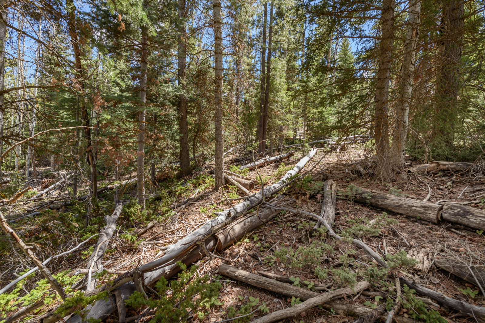 Quakie LN, #17, Panguitch Lake, photo 7 of 18