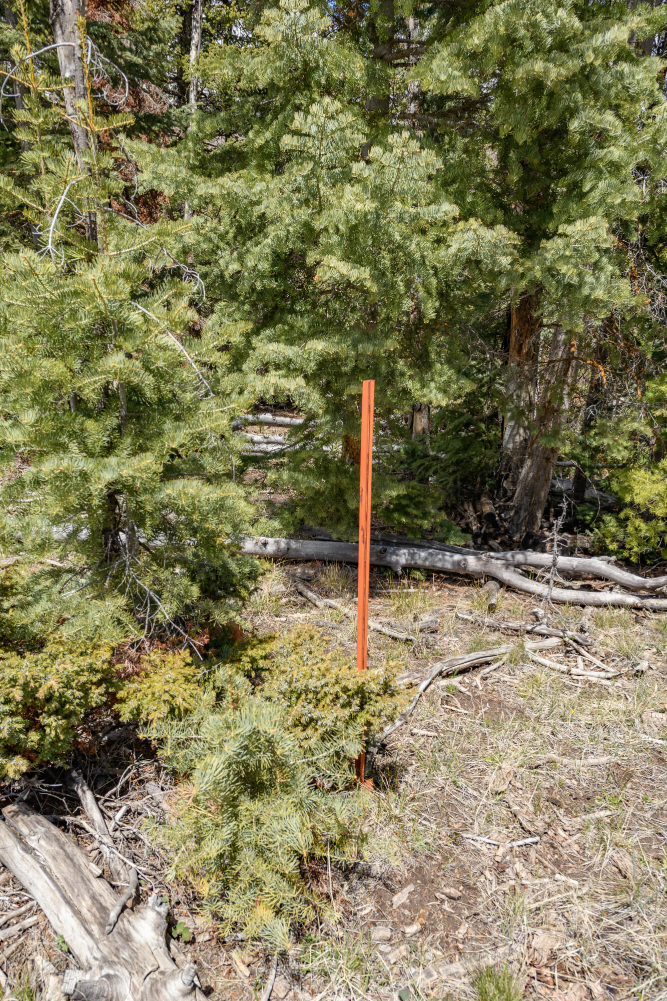 Quakie LN, #17, Panguitch Lake, photo 9 of 18