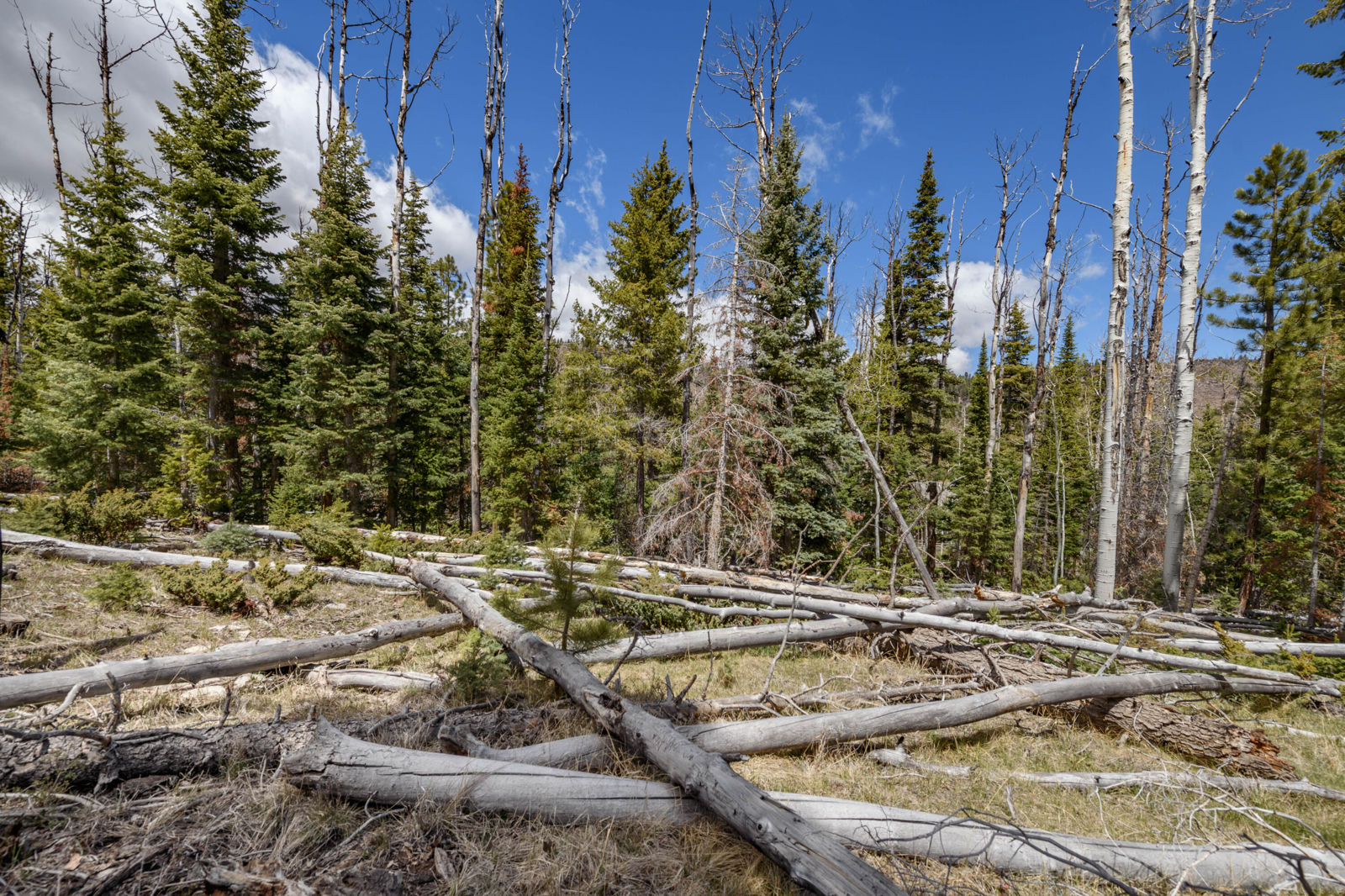 Quakie LN, #17, Panguitch Lake, photo 11 of 18