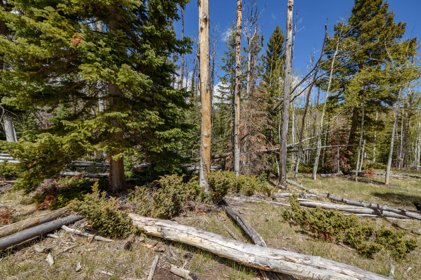 Quakie LN, #17, Panguitch Lake, photo 12 of 18