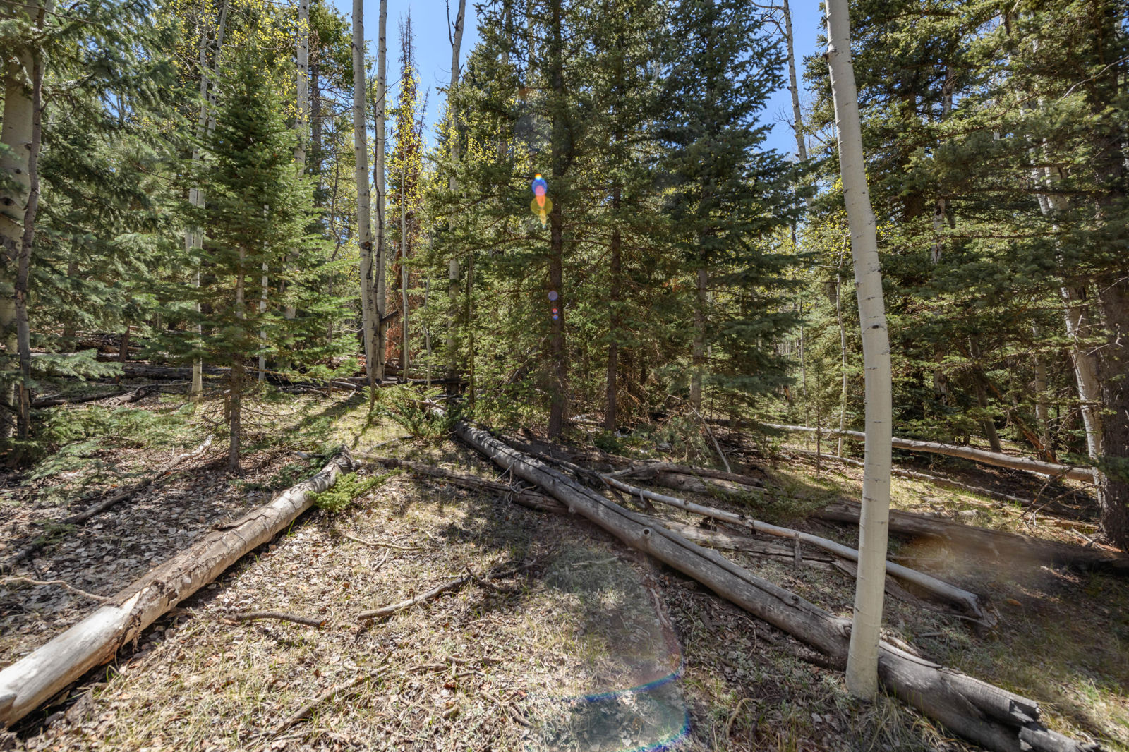 Spruce RD, #36, Panguitch Lake, photo 7 of 17