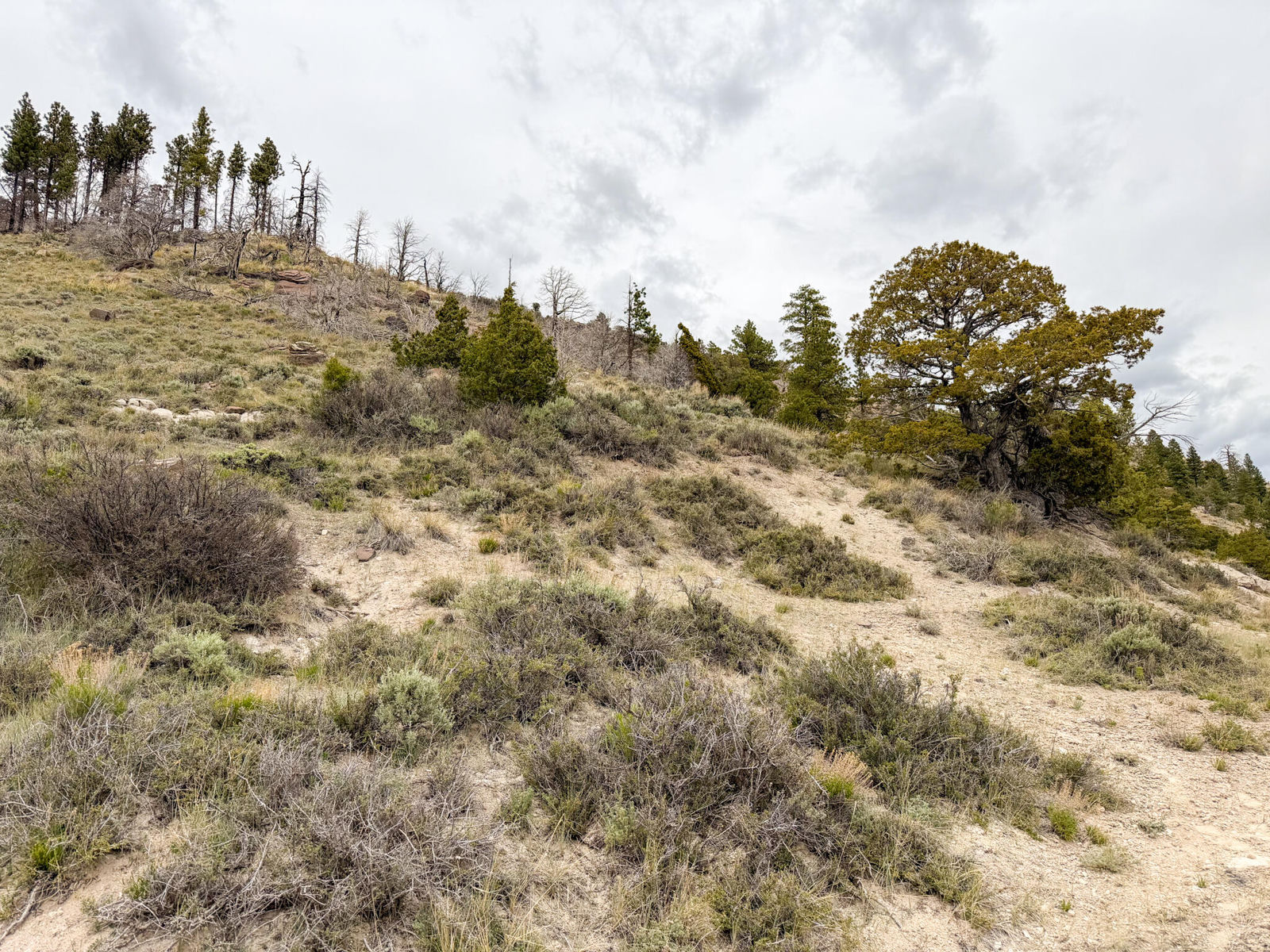 Lot 69 Forest Garden, Panguitch, photo 5 of 21