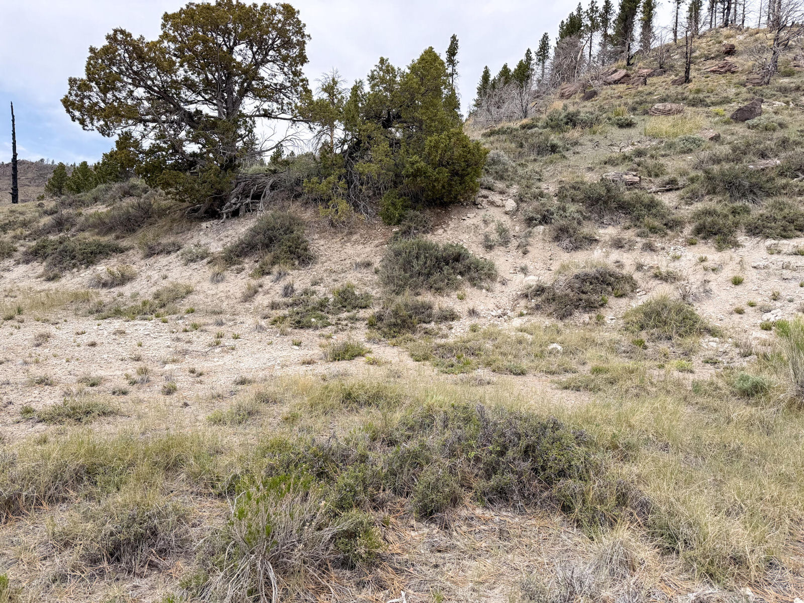Lot 69 Forest Garden, Panguitch, photo 9 of 21