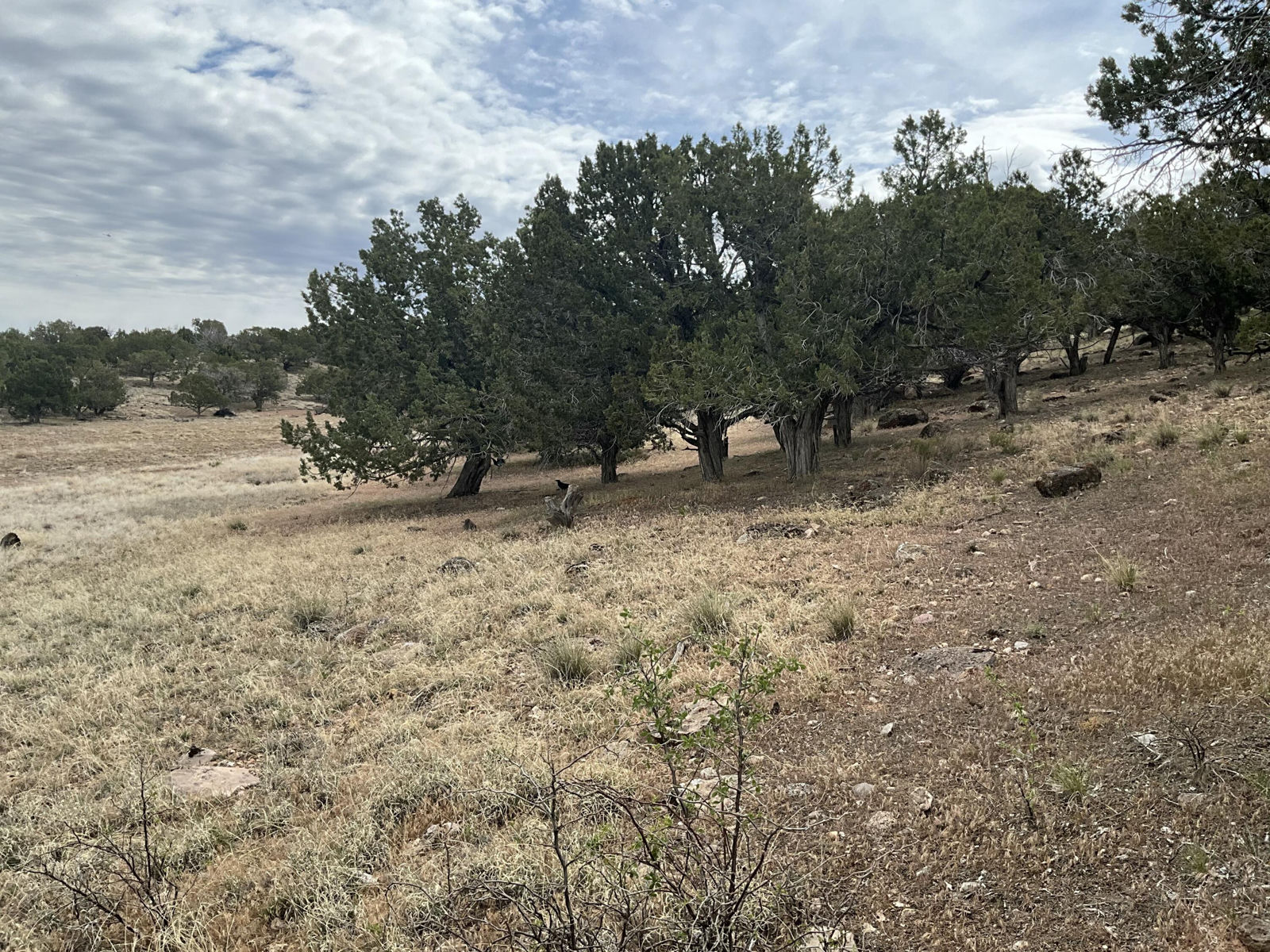 5 acres on N Westview DR, Cedar City, photo 9 of 20