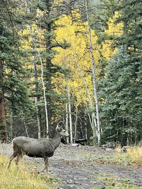 1014 W Chipmunk RD, Lot 14, Panguitch Lake, photo 17 of 18
