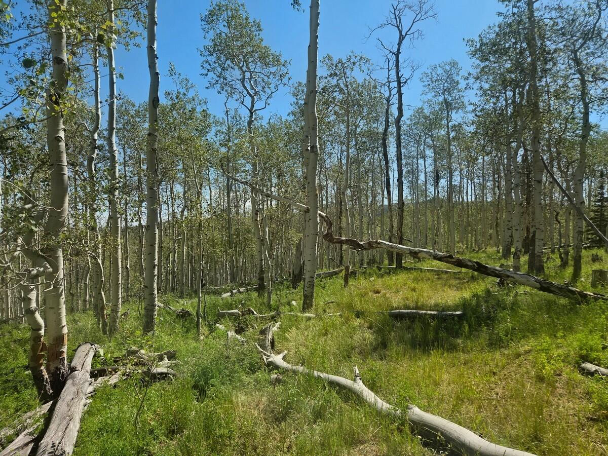 40 Acres Summit Mountain RD, Brian Head, photo 6 of 32