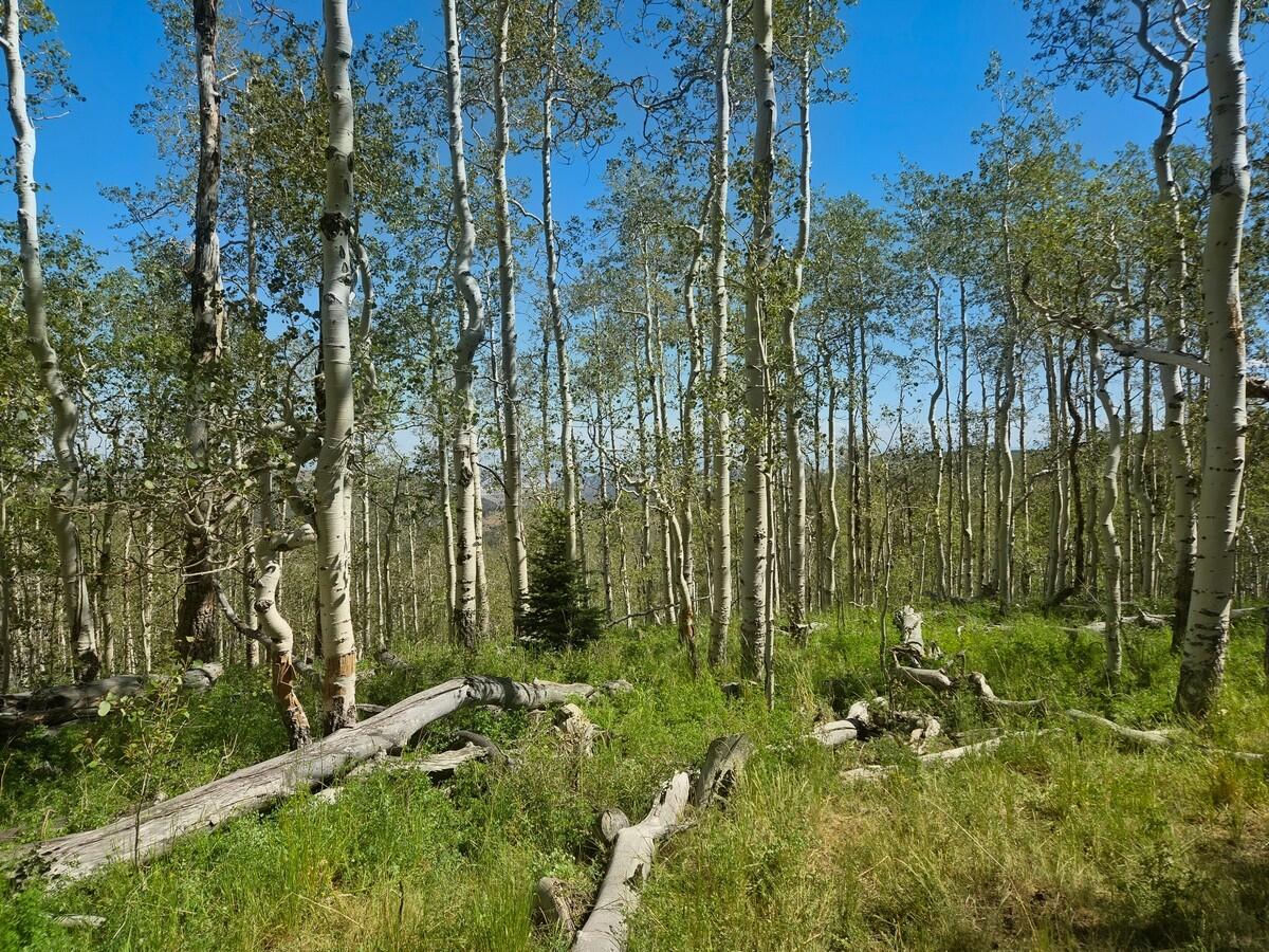 40 Acres Summit Mountain RD, Brian Head, photo 7 of 32