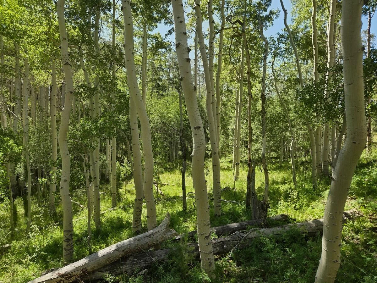 40 Acres Summit Mountain RD, Brian Head, photo 9 of 32