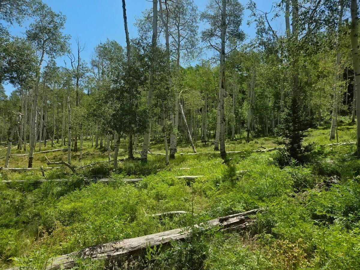 40 Acres Summit Mountain RD, Brian Head, photo 14 of 32