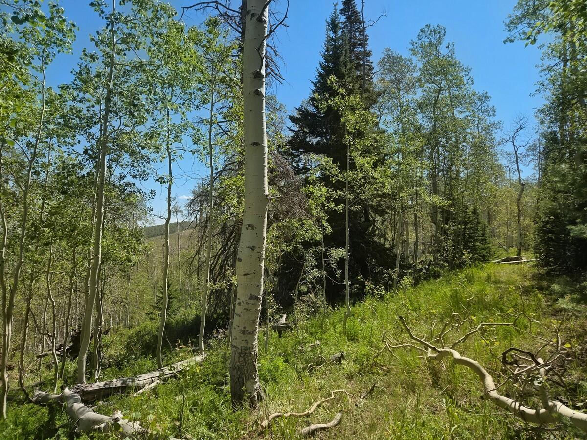 40 Acres Summit Mountain RD, Brian Head, photo 19 of 32