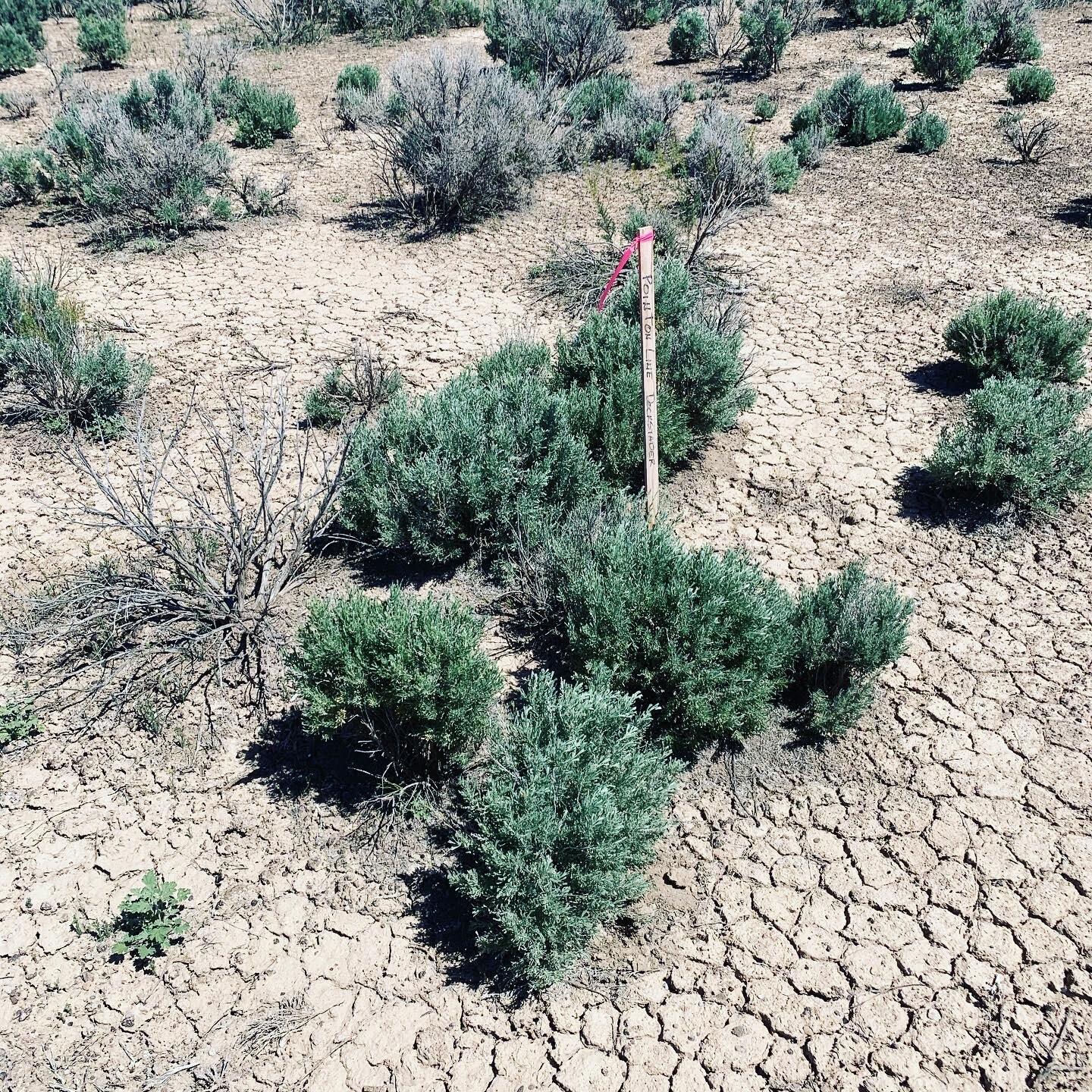 120 Acres with 1 AF Water Right W, Beryl, photo 5 of 14