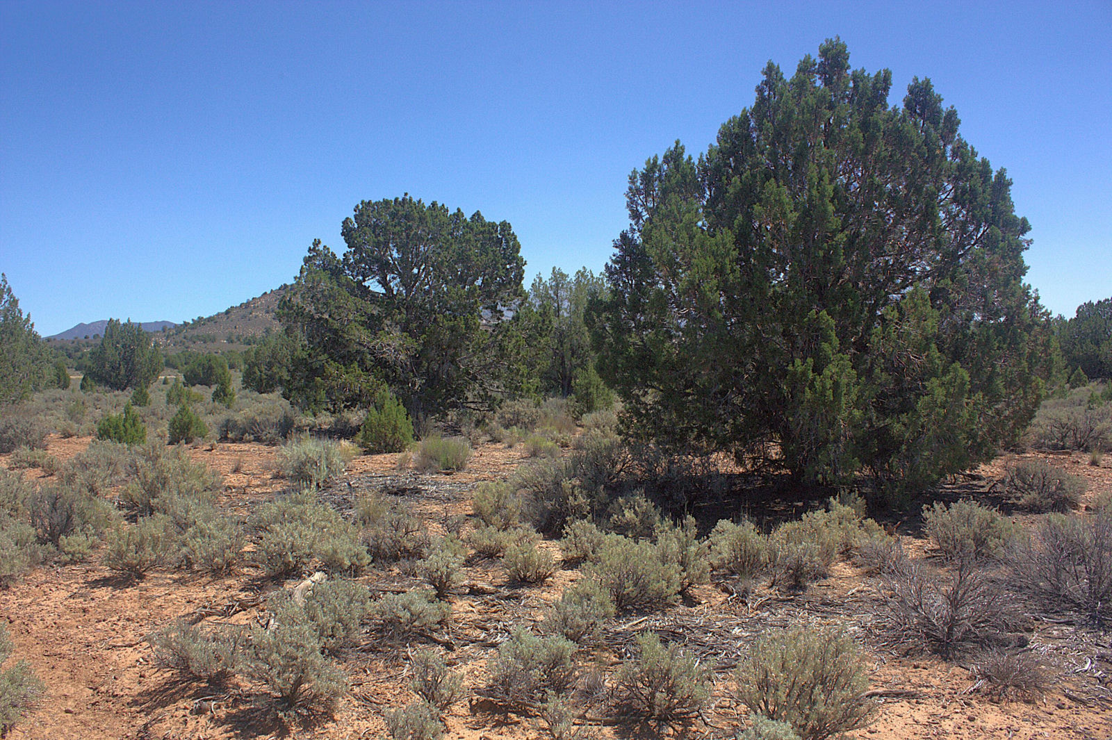 W Juniper Circle RD, Dammeron Valley, photo 3 of 27