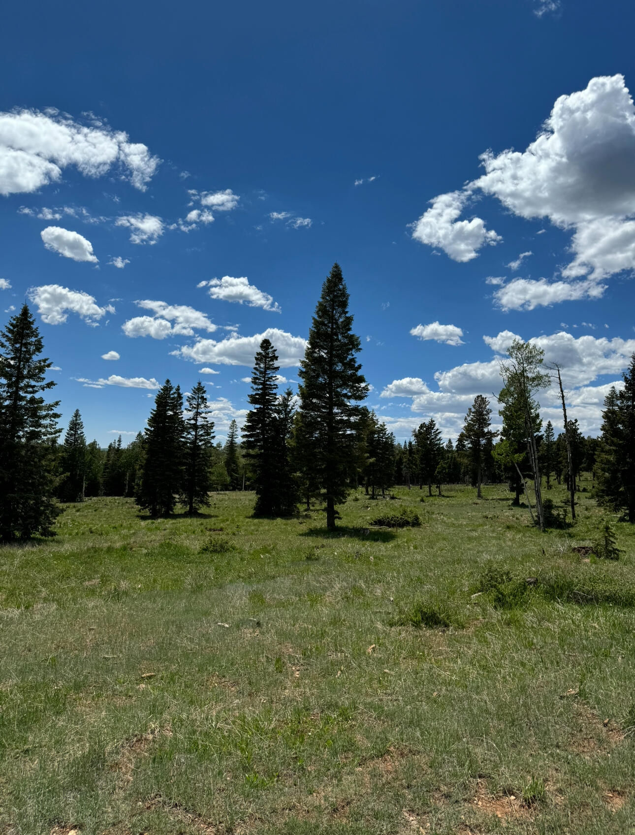 South of and Below Navajo Lake/N Fork R, 225 AC, Duck Creek Village, photo 6 of 55
