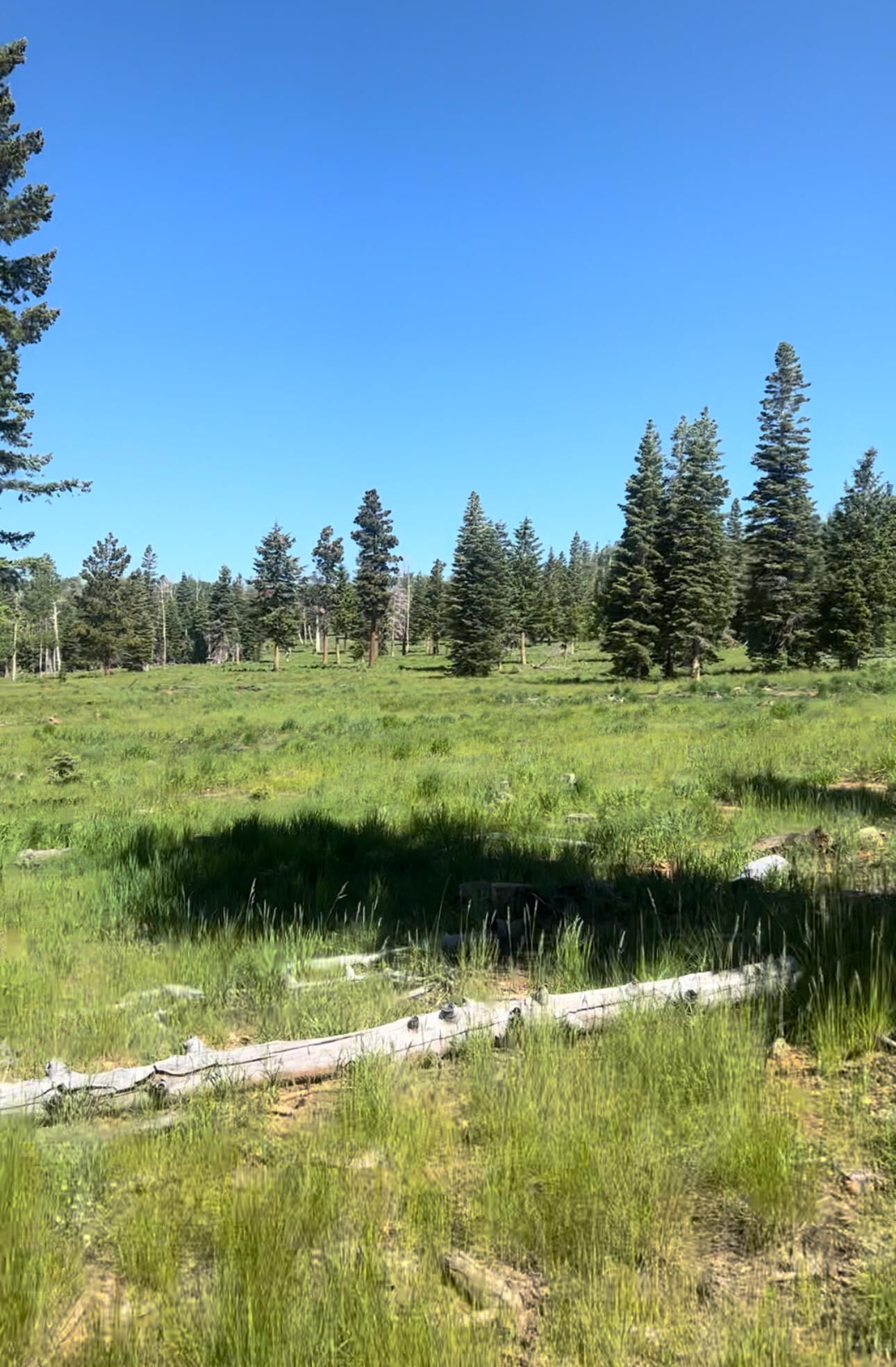 South of and Below Navajo Lake/N Fork R, 225 AC, Duck Creek Village, photo 8 of 55