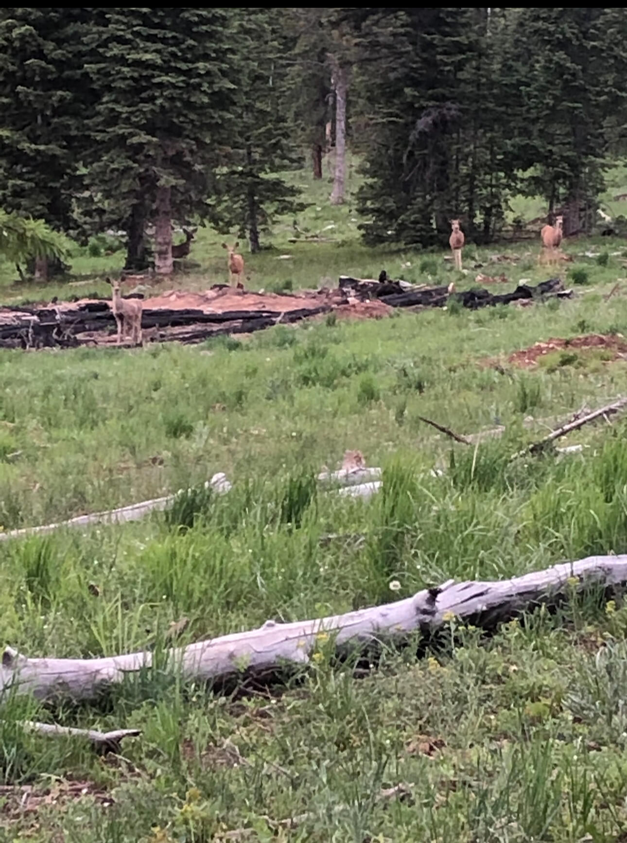 South of and Below Navajo Lake/N Fork R, 225 AC, Duck Creek Village, photo 10 of 55