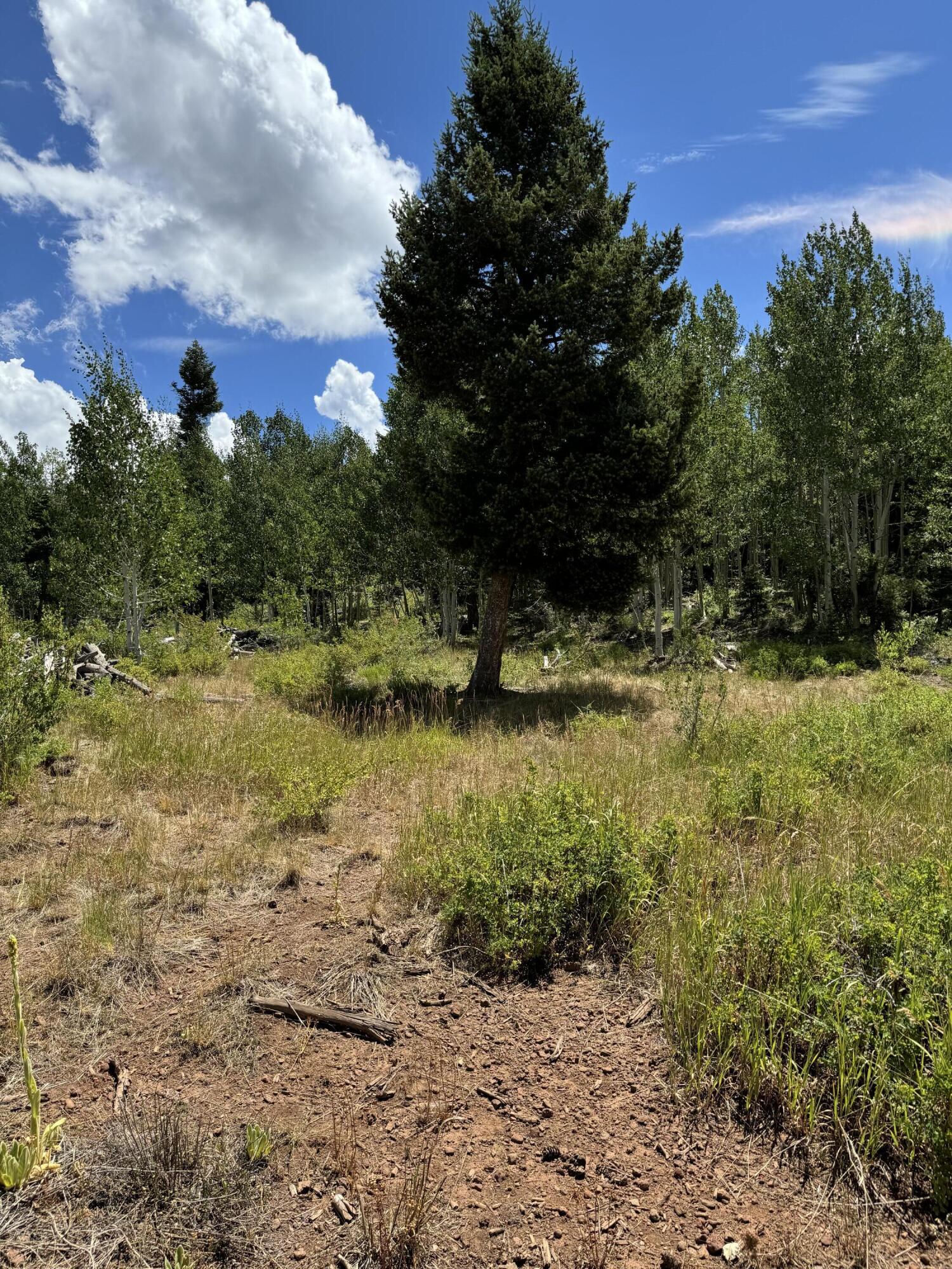 South of and Below Navajo Lake/N Fork R, 225 AC, Duck Creek Village, photo 32 of 55