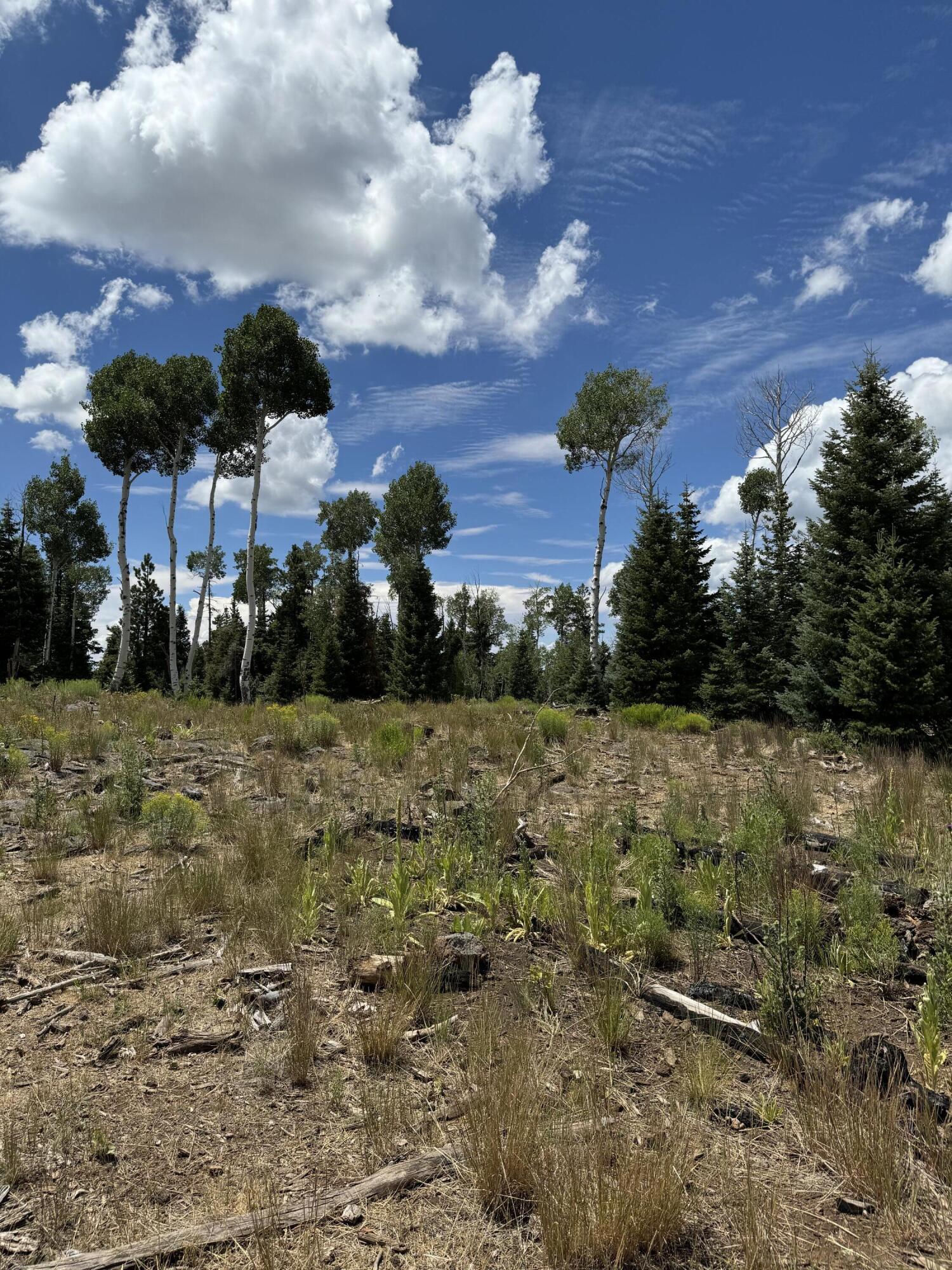 South of and Below Navajo Lake/N Fork R, 225 AC, Duck Creek Village, photo 37 of 55