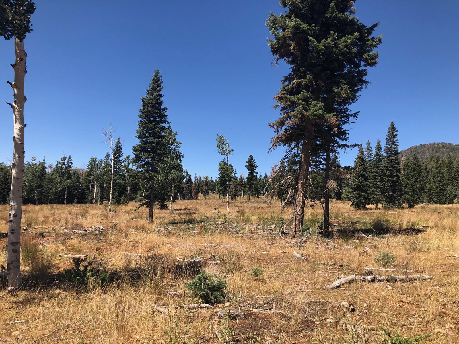 South of and Below Navajo Lake/N Fork R, 225 AC, Duck Creek Village, photo 41 of 55