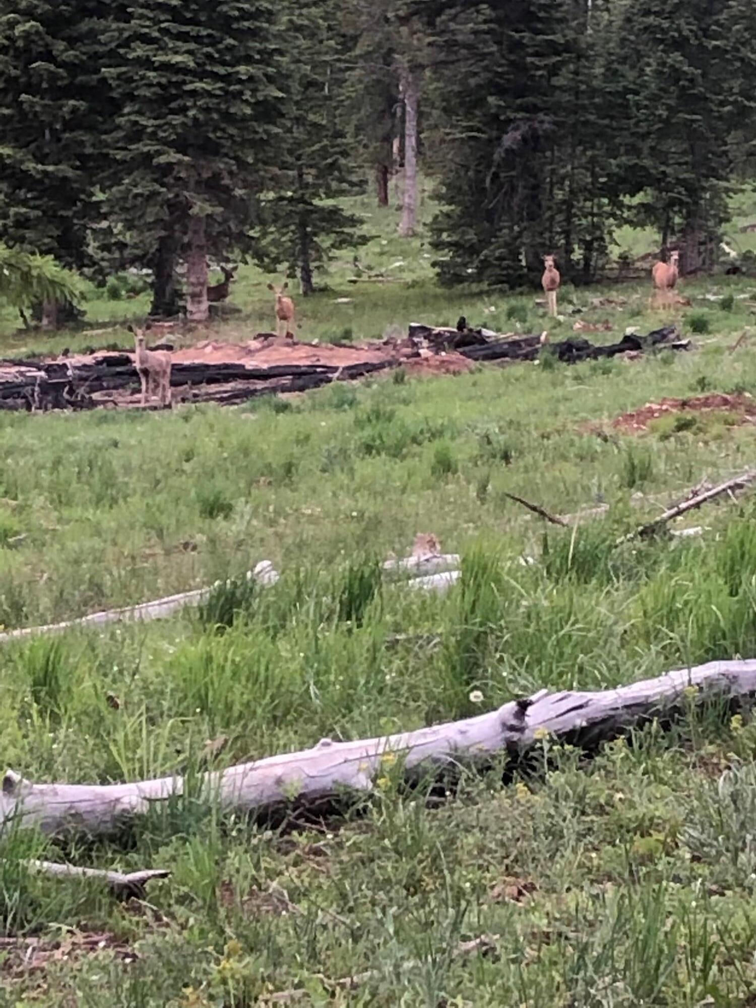 South of and Below Navajo Lake/N Fork R, 225 AC, Duck Creek Village, photo 54 of 55