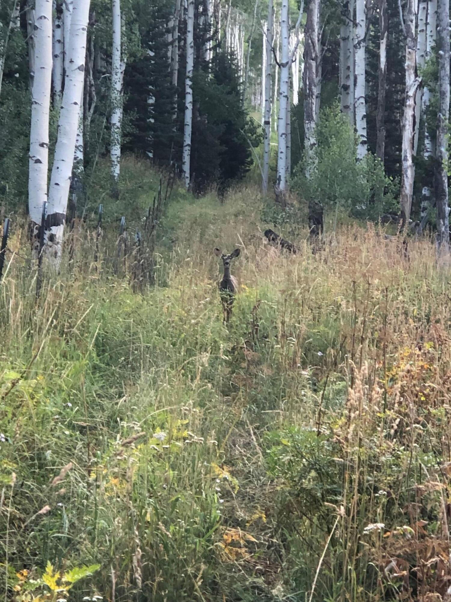 South of and Below Navajo Lake/N Fork R, 225 AC, Duck Creek Village, photo 55 of 55