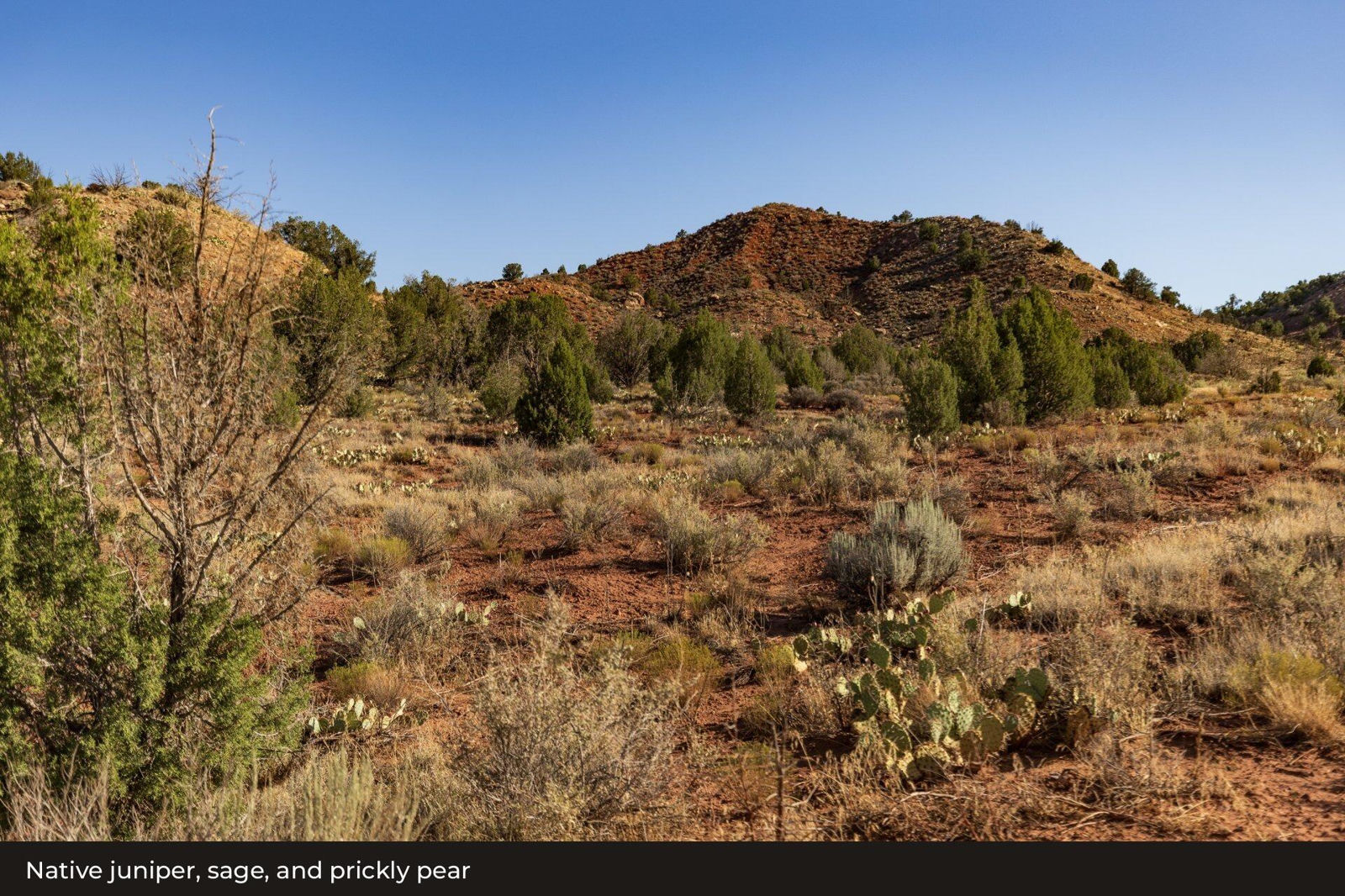 Rockville Mesa: Juniper Lot, Rockville, photo 13 of 15